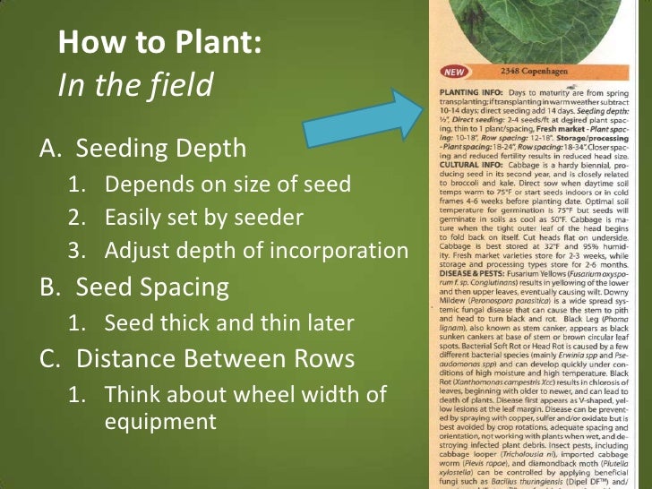 Seeds, Seeding, & Growing Transplants