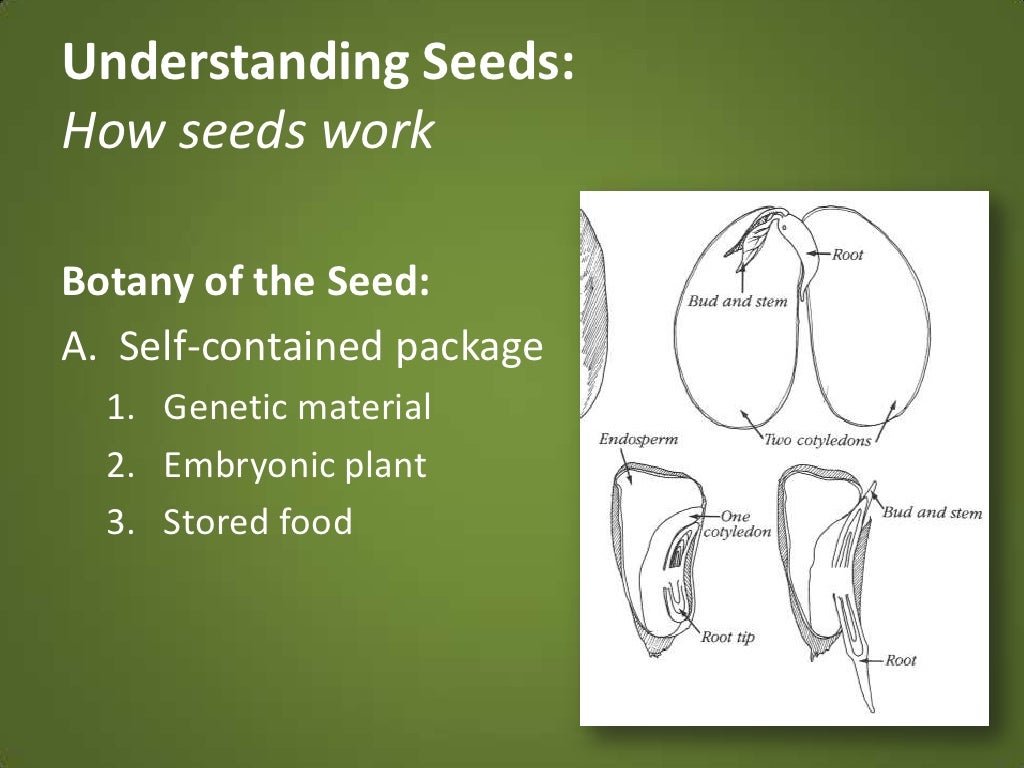 Understanding Seeds How seeds work