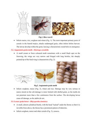 SEED SCIENCE & TECHNOLOGY - SEED STORAGE INSECTS.pdf