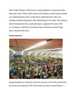 their walls thicken, with nucleus and cytoplasm compressed into 
the outer layer. These cells which are broader on their inner surface 
are called palisade cells. In the inner epidermis the cells also 
enlarge radially with plate-like thickening of the walls. The mature 
inner integument has a palisade layer, a pigmented zone with 
15–20 layers, while the innermost layer is known as the fringe 
layer. (Kozlowski 1972) 
Gymnosperms 
 
In gymnosperms, which do not form ovaries, the ovules and hence 
the seeds are exposed. This is the basis for their nomenclature – 
 