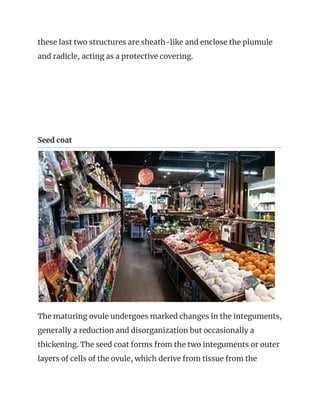 these last two structures are sheath-like and enclose the plumule 
and radicle, acting as a protective covering. 
 
 
 
Seed coat  
 
The maturing ovule undergoes marked changes in the integuments, 
generally a reduction and disorganization but occasionally a 
thickening. The seed coat forms from the two integuments or outer 
layers of cells of the ovule, which derive from tissue from the 
 