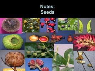 Notes:
Seeds
 