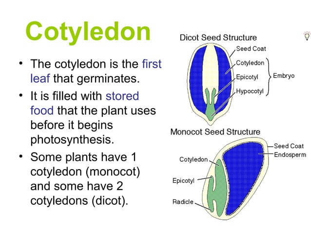 Seed structure