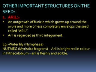 OTHER IMPORTANT STRUCTURES ONTHE
SEED:-
1. ARIL:-
• An outgrowth of funicle which grows up around the
ovule and more or less completely envelops the seed
called “ARIL”.
• Aril is regarded as third integument.
Eg:-Water lily (Nymphaea)
NUTMEG (Myristica fragrans) – Aril is bright red in colour
In Pithecolobium - aril is fleshly and edible.
 