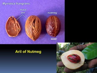 Aril of Nutmeg
 