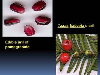 Edible aril of
pomegranate
Taxas baccata’s aril
 