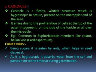 2. CARUNCLE:-
 Caruncle is a fleshy, whitish structure which is
hygroscopic in nature, present on the micropylar end of
the seed.
 It arises due to the proliferation of cells at the tip of the
outer integument, on the side of the funicle or all over
the micropyle.
 Eg:- Common in Euphorbiaceae members like castor,
ballon vine (Cardiospermum).
FUNCTIONS:-
 Being sugary it is eaten by ants, which helps in seed
dispersal.
 As it is hygroscopic it absorbs water from the soil and
passes it on to the embryo during germination.
 