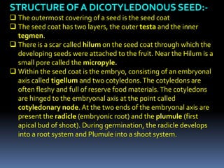 STRUCTURE OF A DICOTYLEDONOUS SEED:-
 The outermost covering of a seed is the seed coat
 The seed coat has two layers, the outer testa and the inner
tegmen.
 There is a scar called hilum on the seed coat through which the
developing seeds were attached to the fruit. Near the Hilum is a
small pore called the micropyle.
 Within the seed coat is the embryo, consisting of an embryonal
axis called tigellum and two cotyledons.The cotyledons are
often fleshy and full of reserve food materials.The cotyledons
are hinged to the embryonal axis at the point called
cotyledonary node. At the two ends of the embryonal axis are
present the radicle (embryonic root) and the plumule (first
apical bud of shoot). During germination, the radicle develops
into a root system and Plumule into a shoot system.
 