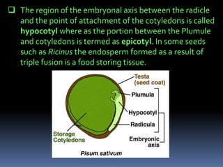  The region of the embryonal axis between the radicle
and the point of attachment of the cotyledons is called
hypocotyl where as the portion between the Plumule
and cotyledons is termed as epicotyl. In some seeds
such as Ricinus the endosperm formed as a result of
triple fusion is a food storing tissue.
 