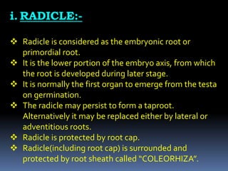 i. RADICLE:-
 Radicle is considered as the embryonic root or
primordial root.
 It is the lower portion of the embryo axi...