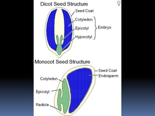 v. EPICOTYL
 The portion of the embryonal axis lying immediately
above the cotyledons is known as “EPICOTYL”.
 Plays a i...