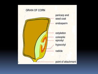 ENDOSPERM:-
 Normally in angiosperms, endosperm is formed from
primary endosperm nucleus (derived from the fusion of
one ...