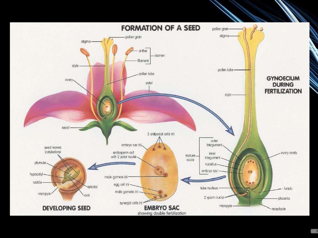 Seed structure and development