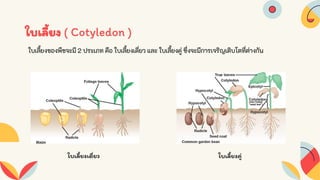 Seed structure and development 333 