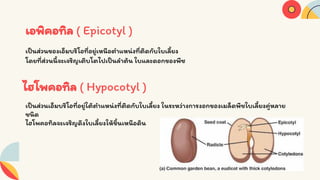 Seed structure and development 333 