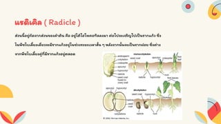 Seed structure and development 333 
