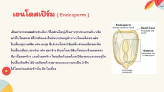 Seed structure and development 333 