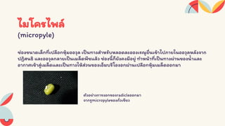 Seed structure and development 333 