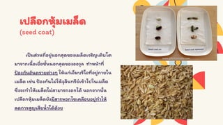 Seed structure and development 333 