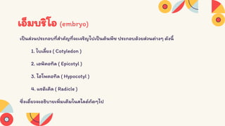 Seed structure and development 333 