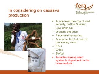 In considering on cassava production <ul><li>At one level the crop of food security, but low $ value: </li></ul><ul><li>Lo...