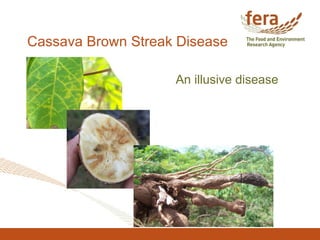 Cassava Brown Streak Disease An illusive disease 