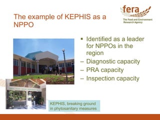 The example of KEPHIS as a NPPO <ul><li>Identified as a leader for NPPOs in the region </li></ul><ul><li>Diagnostic capaci...