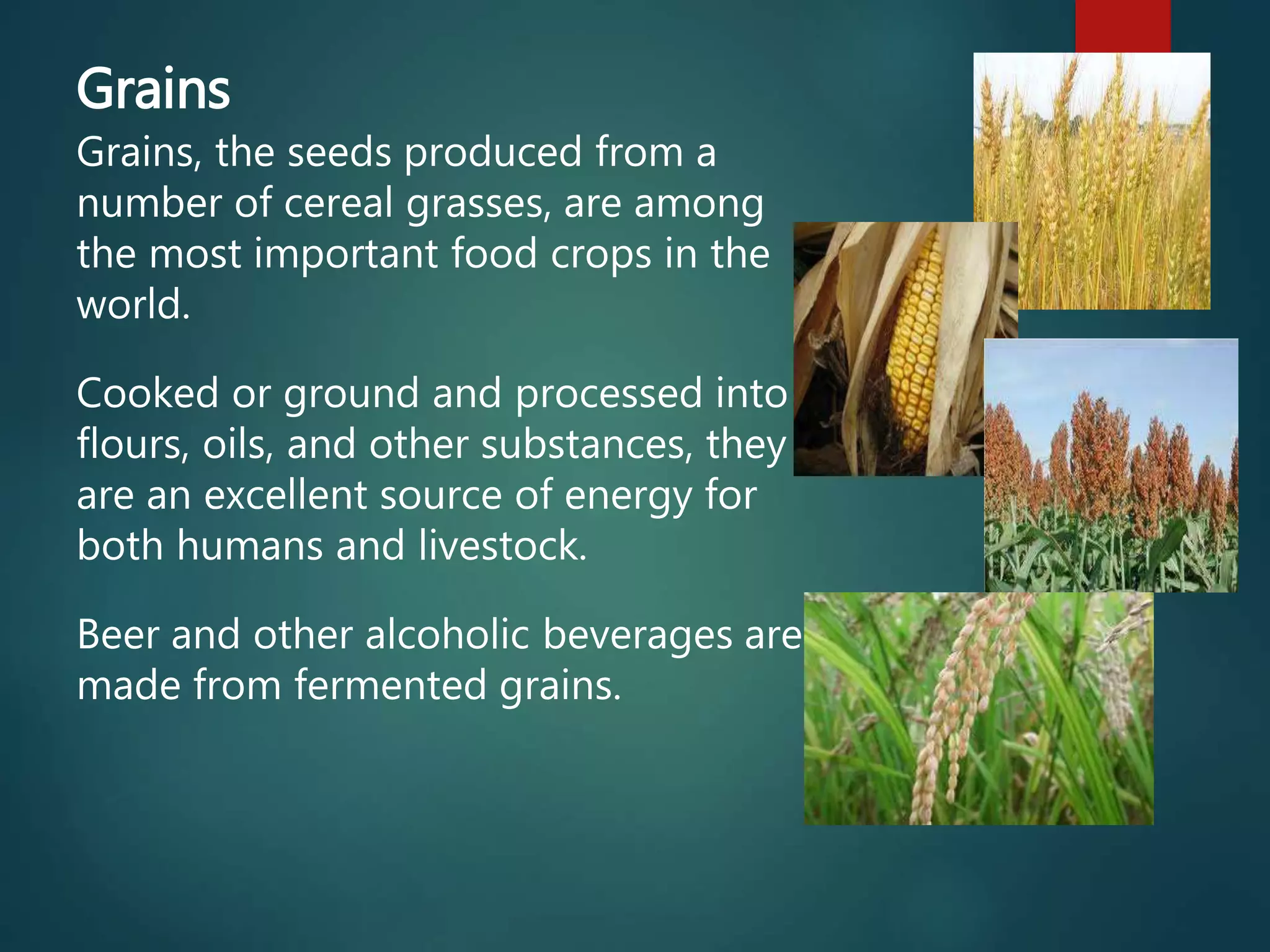Grains
Grains, the seeds produced from a
number of cereal grasses, are among
the most important food crops in the
world.
Cooked or ground and processed into
flours, oils, and other substances, they
are an excellent source of energy for
both humans and livestock.
Beer and other alcoholic beverages are
made from fermented grains.
 