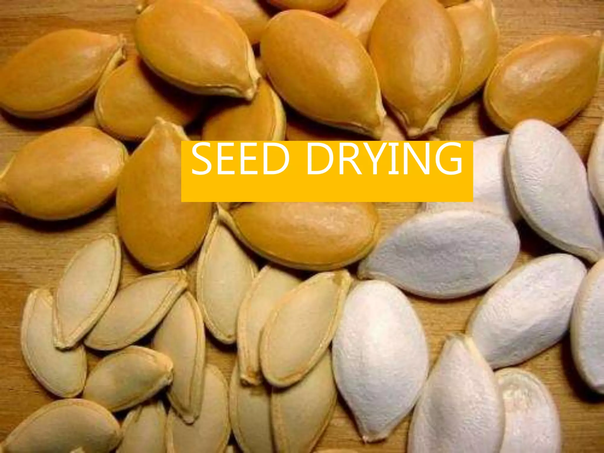SEED DRYING
 