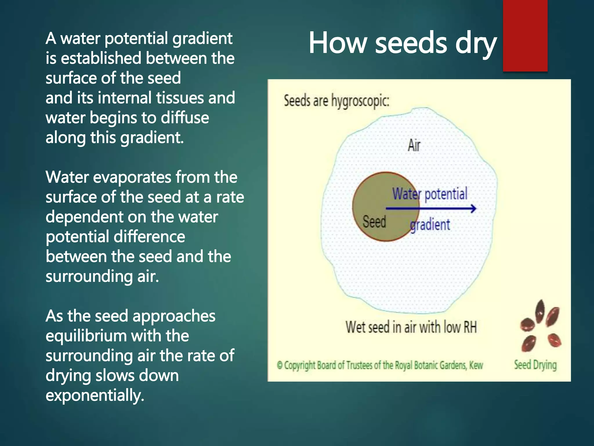 A water potential gradient
is established between the
surface of the seed
and its internal tissues and
water begins to diffuse
along this gradient.
Water evaporates from the
surface of the seed at a rate
dependent on the water
potential difference
between the seed and the
surrounding air.
As the seed approaches
equilibrium with the
surrounding air the rate of
drying slows down
exponentially.
How seeds dry
 