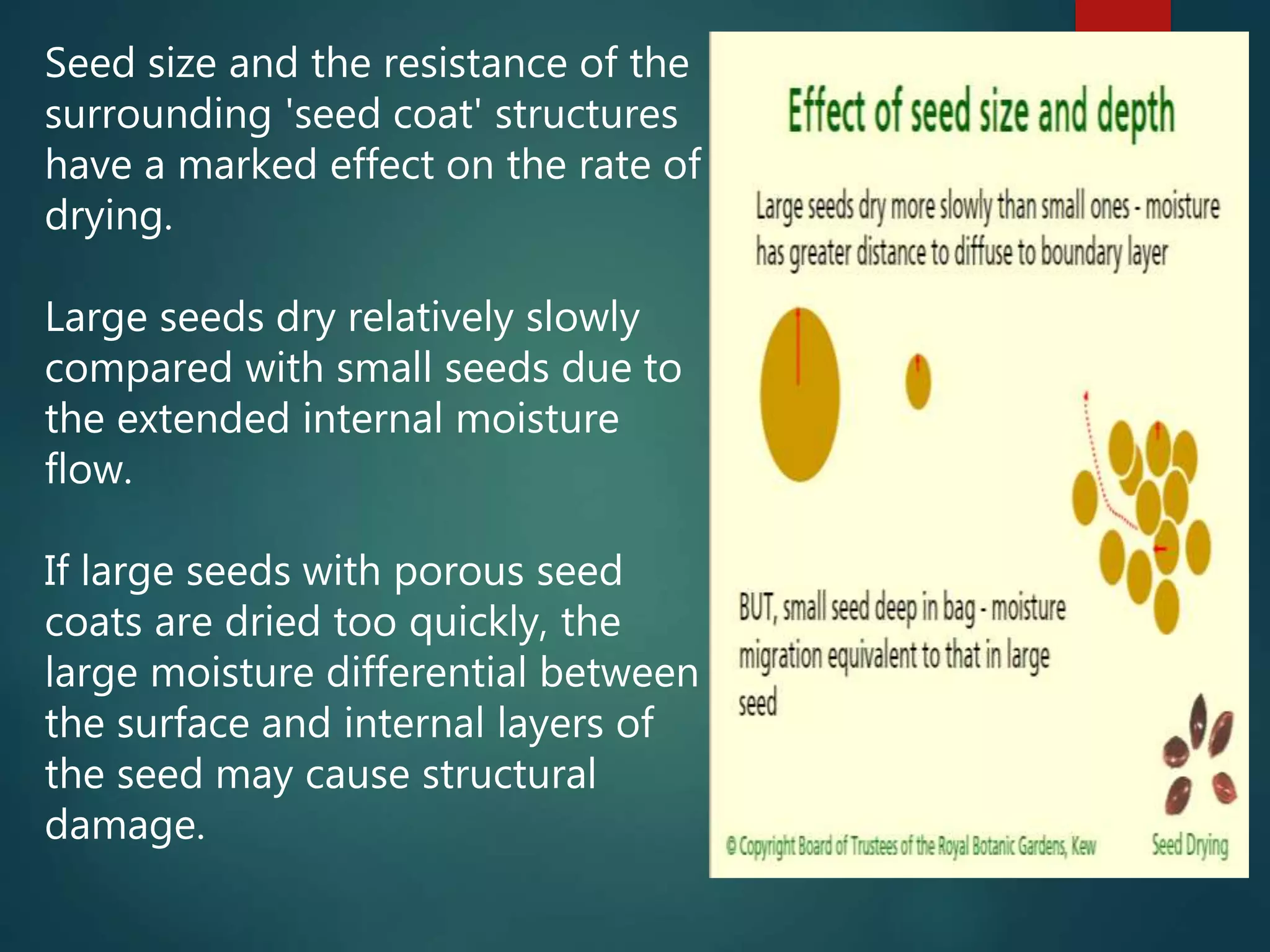 Seed size and the resistance of the
surrounding 'seed coat' structures
have a marked effect on the rate of
drying.
Large seeds dry relatively slowly
compared with small seeds due to
the extended internal moisture
flow.
If large seeds with porous seed
coats are dried too quickly, the
large moisture differential between
the surface and internal layers of
the seed may cause structural
damage.
 