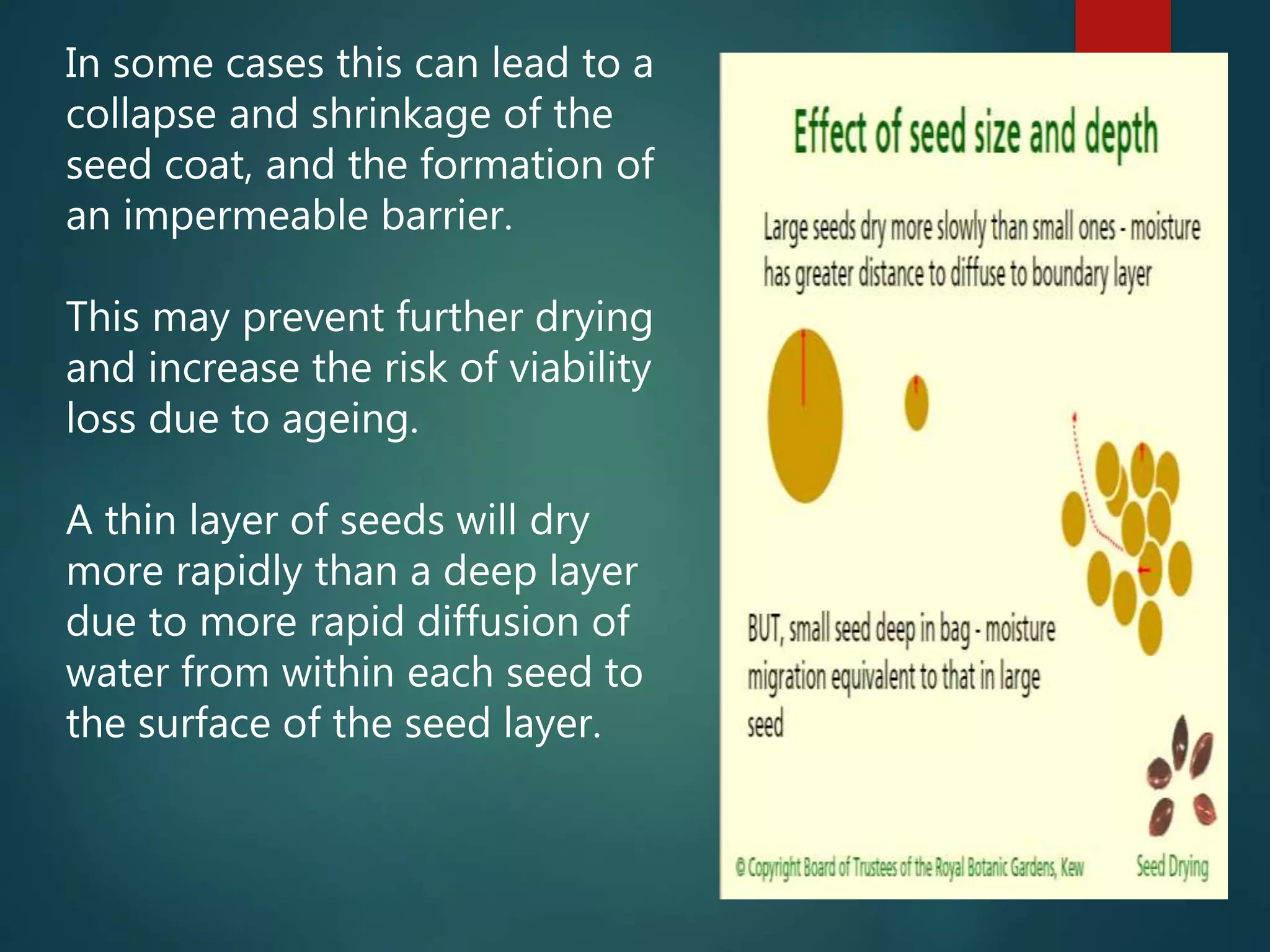 In some cases this can lead to a
collapse and shrinkage of the
seed coat, and the formation of
an impermeable barrier.
This may prevent further drying
and increase the risk of viability
loss due to ageing.
A thin layer of seeds will dry
more rapidly than a deep layer
due to more rapid diffusion of
water from within each seed to
the surface of the seed layer.
 