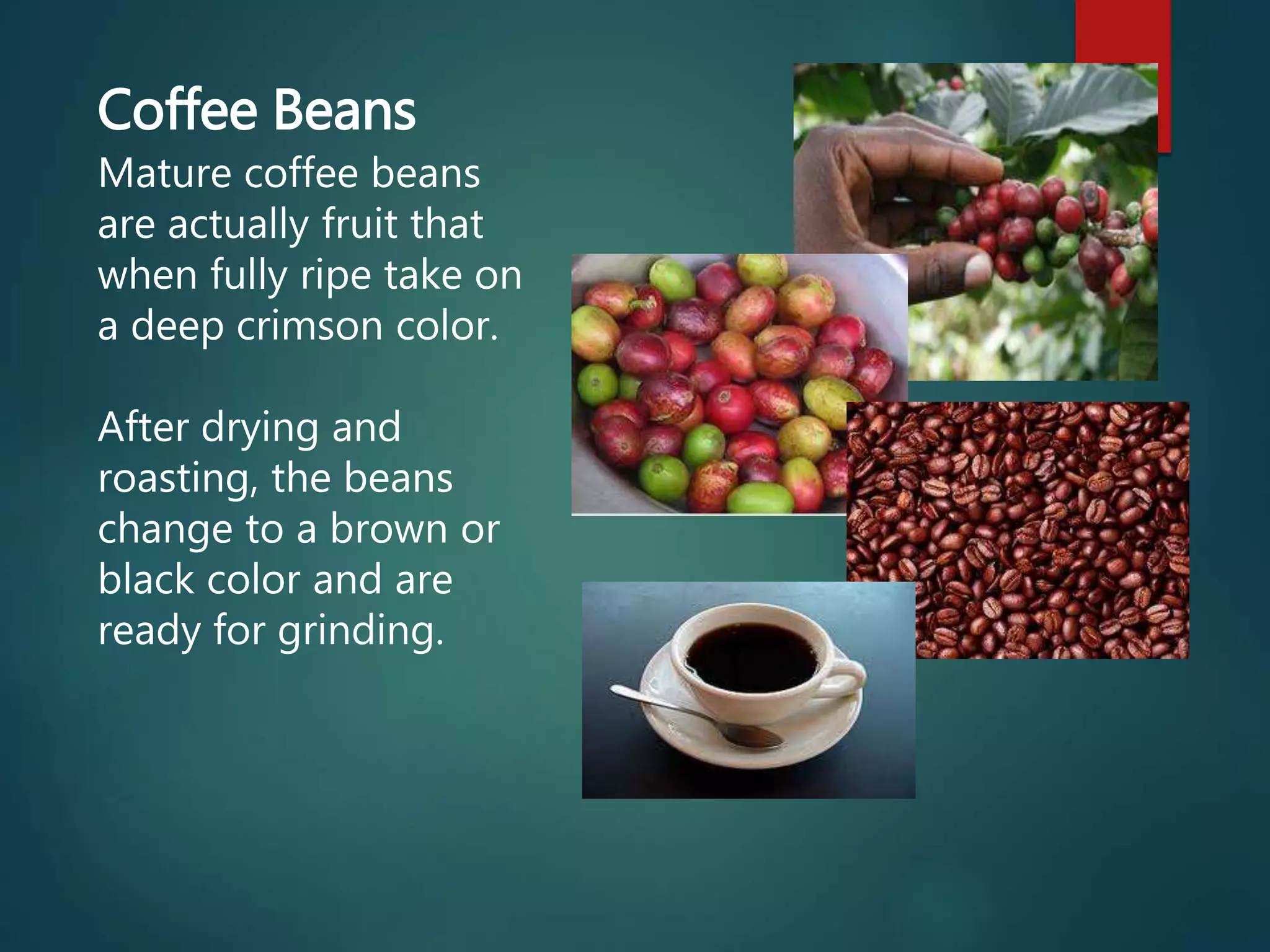 Coffee Beans
Mature coffee beans
are actually fruit that
when fully ripe take on
a deep crimson color.
After drying and
roasting, the beans
change to a brown or
black color and are
ready for grinding.
 