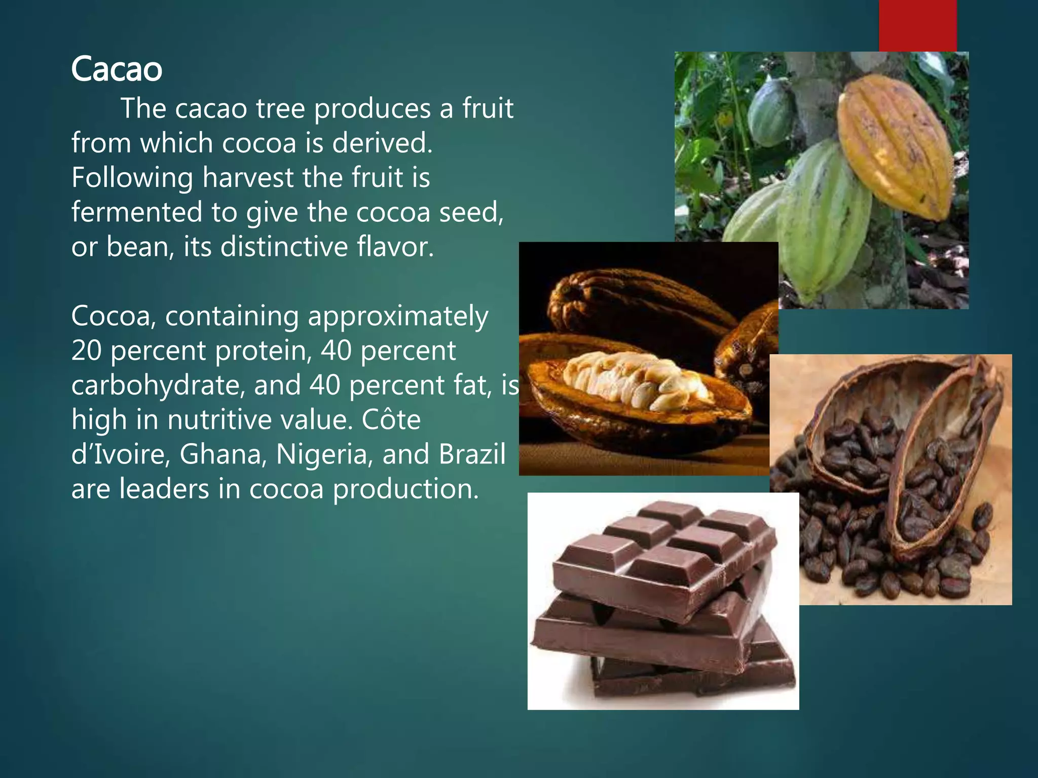 Cacao
The cacao tree produces a fruit
from which cocoa is derived.
Following harvest the fruit is
fermented to give the cocoa seed,
or bean, its distinctive flavor.
Cocoa, containing approximately
20 percent protein, 40 percent
carbohydrate, and 40 percent fat, is
high in nutritive value. Côte
d’Ivoire, Ghana, Nigeria, and Brazil
are leaders in cocoa production.
 