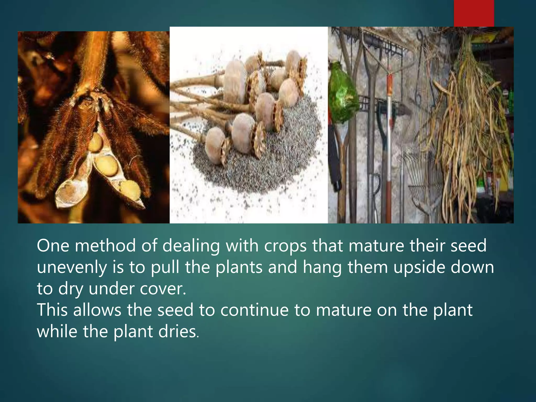 One method of dealing with crops that mature their seed
unevenly is to pull the plants and hang them upside down
to dry under cover.
This allows the seed to continue to mature on the plant
while the plant dries.
 