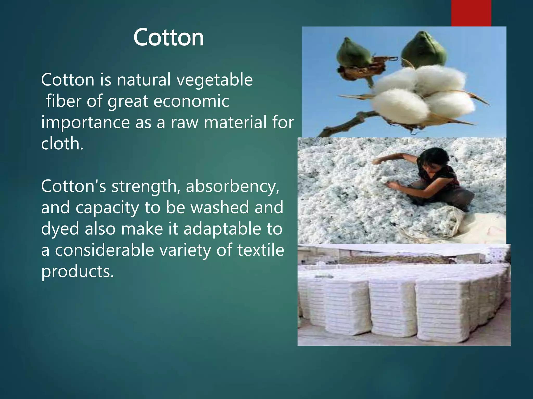 Cotton
Cotton is natural vegetable
fiber of great economic
importance as a raw material for
cloth.
Cotton's strength, absorbency,
and capacity to be washed and
dyed also make it adaptable to
a considerable variety of textile
products.
 