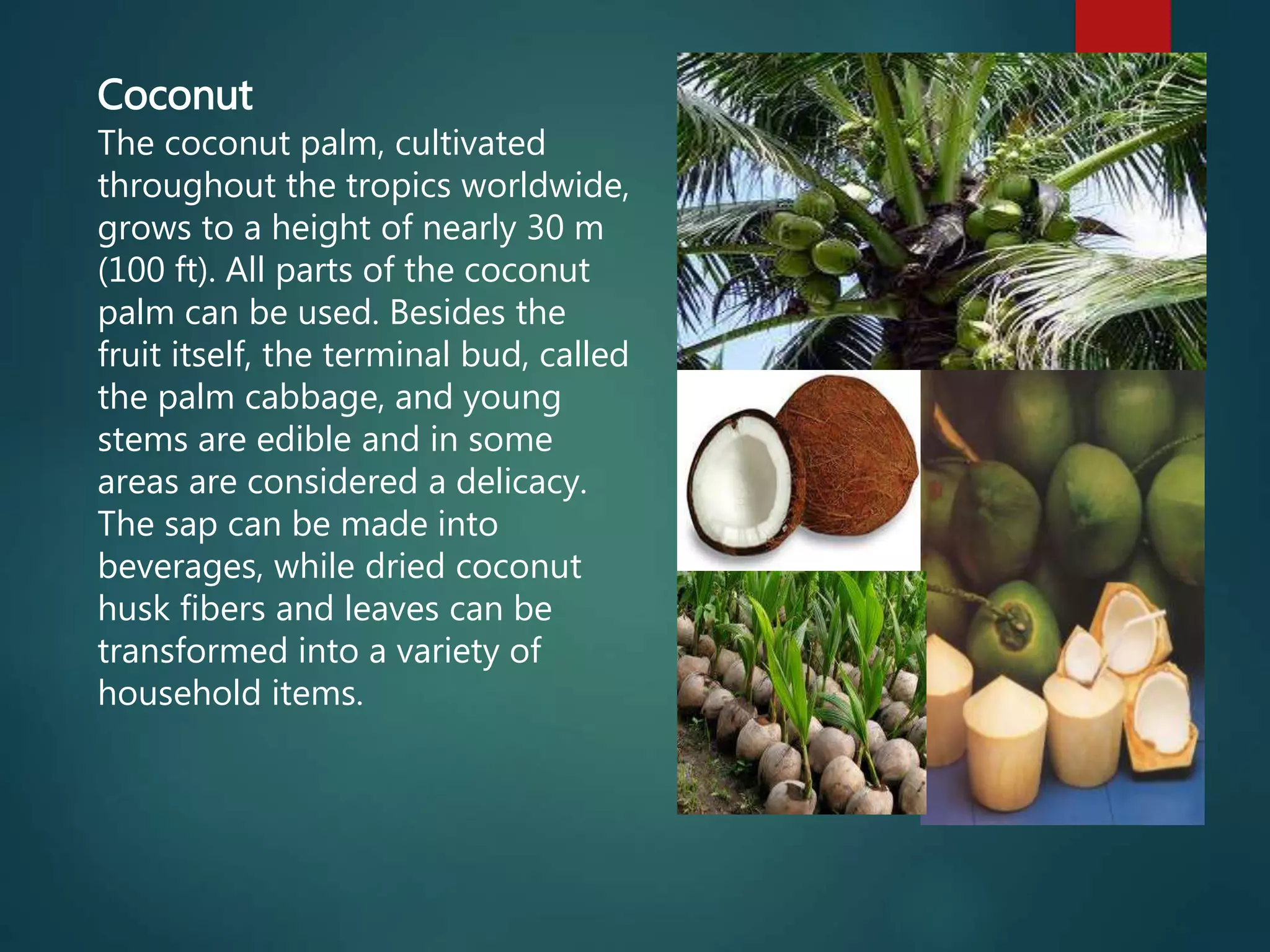 Coconut
The coconut palm, cultivated
throughout the tropics worldwide,
grows to a height of nearly 30 m
(100 ft). All parts of the coconut
palm can be used. Besides the
fruit itself, the terminal bud, called
the palm cabbage, and young
stems are edible and in some
areas are considered a delicacy.
The sap can be made into
beverages, while dried coconut
husk fibers and leaves can be
transformed into a variety of
household items.
 
