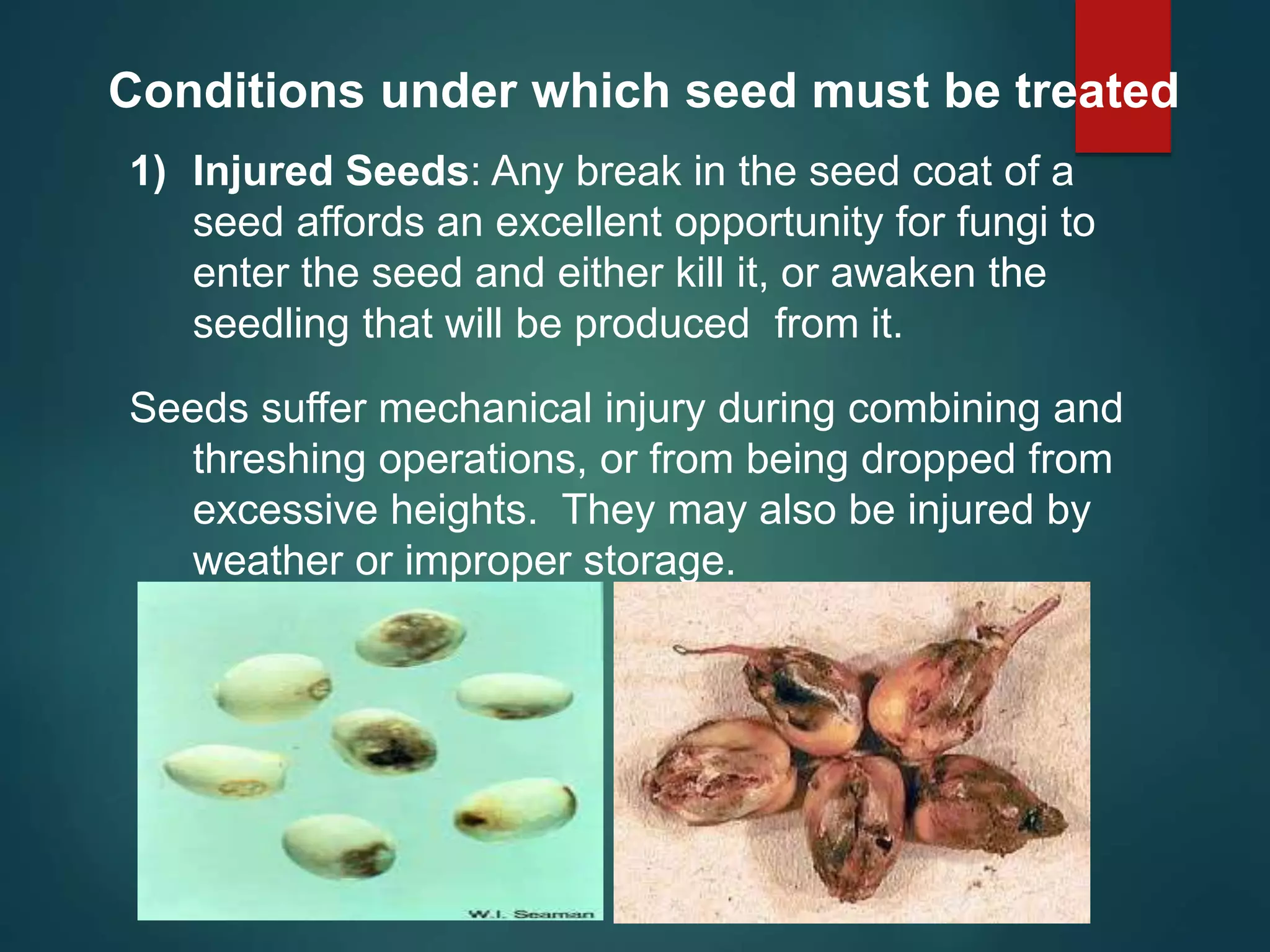1) Injured Seeds: Any break in the seed coat of a
seed affords an excellent opportunity for fungi to
enter the seed and either kill it, or awaken the
seedling that will be produced from it.
Seeds suffer mechanical injury during combining and
threshing operations, or from being dropped from
excessive heights. They may also be injured by
weather or improper storage.
Conditions under which seed must be treated
 