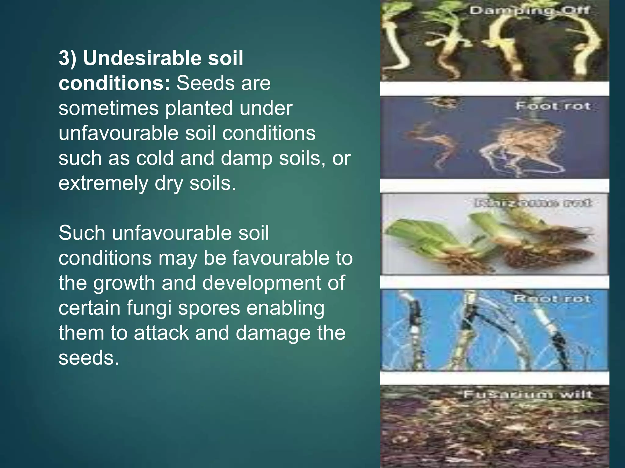 3) Undesirable soil
conditions: Seeds are
sometimes planted under
unfavourable soil conditions
such as cold and damp soils, or
extremely dry soils.
Such unfavourable soil
conditions may be favourable to
the growth and development of
certain fungi spores enabling
them to attack and damage the
seeds.
 