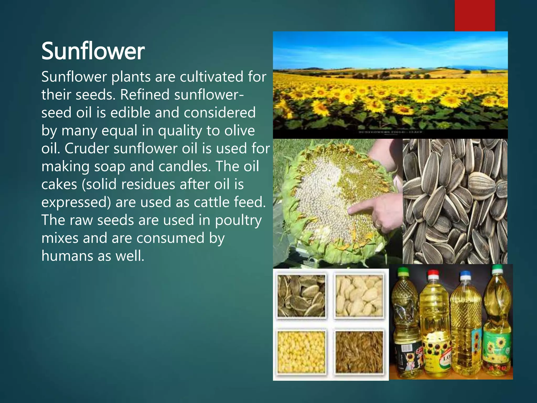 Sunflower
Sunflower plants are cultivated for
their seeds. Refined sunflower-
seed oil is edible and considered
by many equal in quality to olive
oil. Cruder sunflower oil is used for
making soap and candles. The oil
cakes (solid residues after oil is
expressed) are used as cattle feed.
The raw seeds are used in poultry
mixes and are consumed by
humans as well.
 