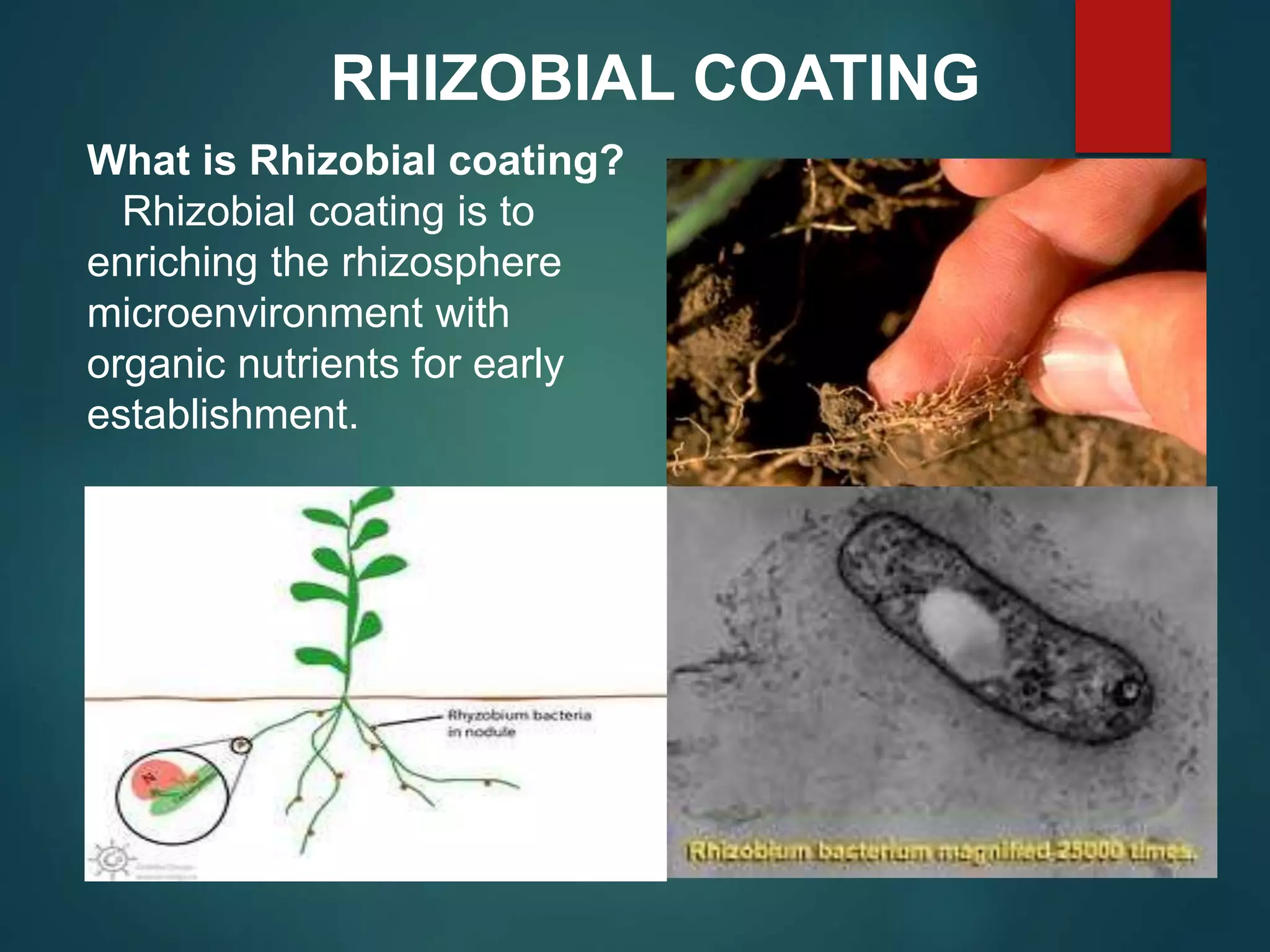 RHIZOBIAL COATING
What is Rhizobial coating?
Rhizobial coating is to
enriching the rhizosphere
microenvironment with
organic nutrients for early
establishment.
 