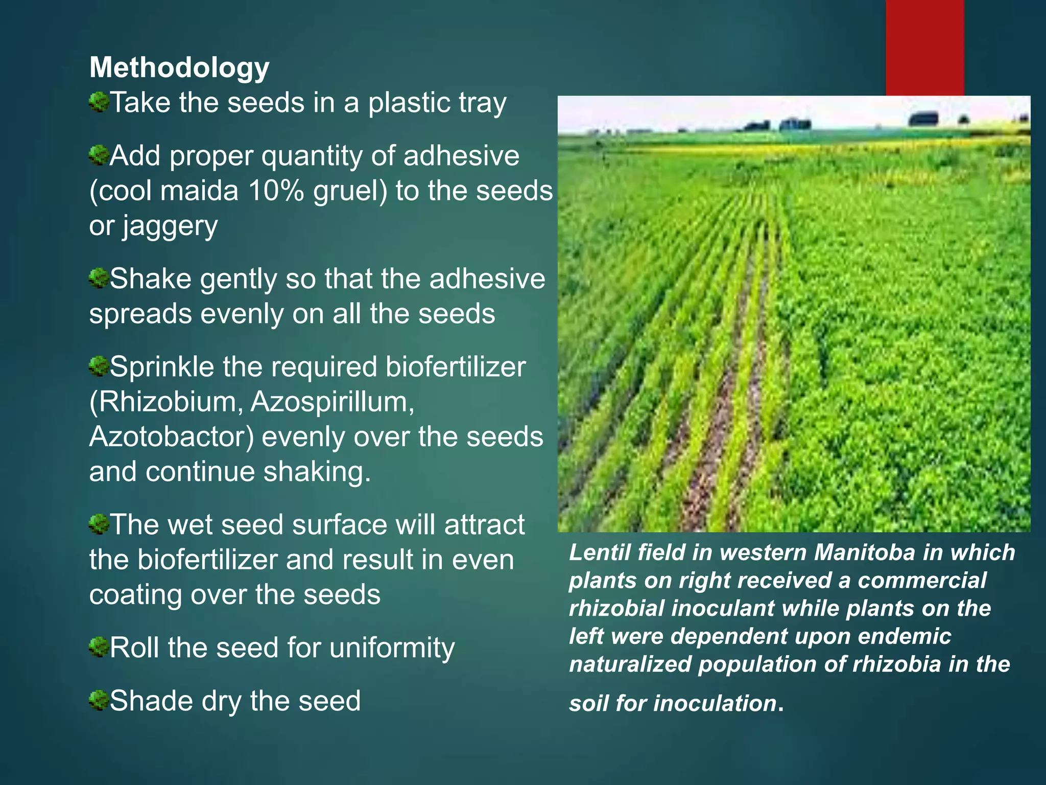 Methodology
Take the seeds in a plastic tray
Add proper quantity of adhesive
(cool maida 10% gruel) to the seeds
or jaggery
Shake gently so that the adhesive
spreads evenly on all the seeds
Sprinkle the required biofertilizer
(Rhizobium, Azospirillum,
Azotobactor) evenly over the seeds
and continue shaking.
The wet seed surface will attract
the biofertilizer and result in even
coating over the seeds
Roll the seed for uniformity
Shade dry the seed
Lentil field in western Manitoba in which
plants on right received a commercial
rhizobial inoculant while plants on the
left were dependent upon endemic
naturalized population of rhizobia in the
soil for inoculation.
 