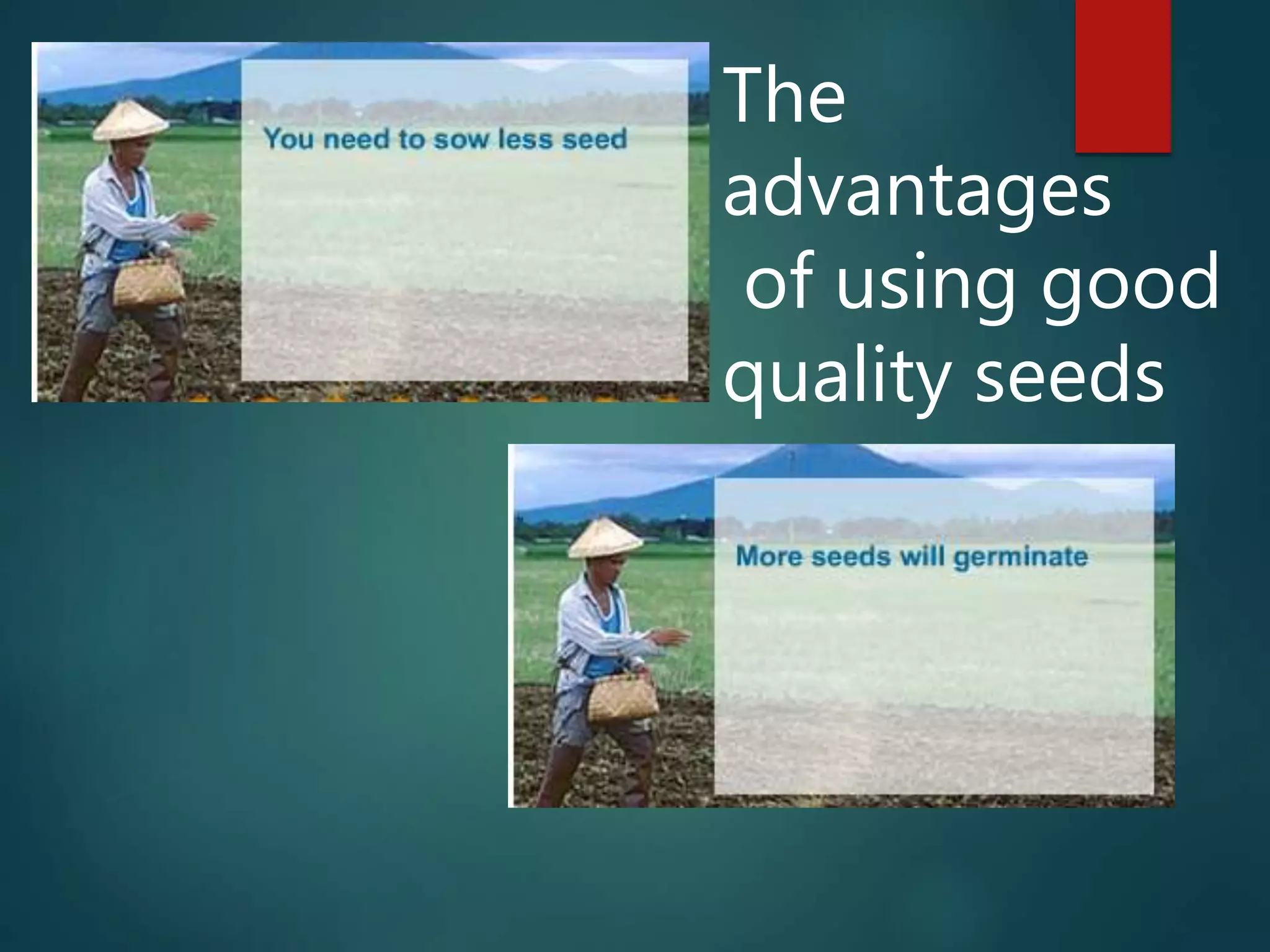 The
advantages
of using good
quality seeds
 