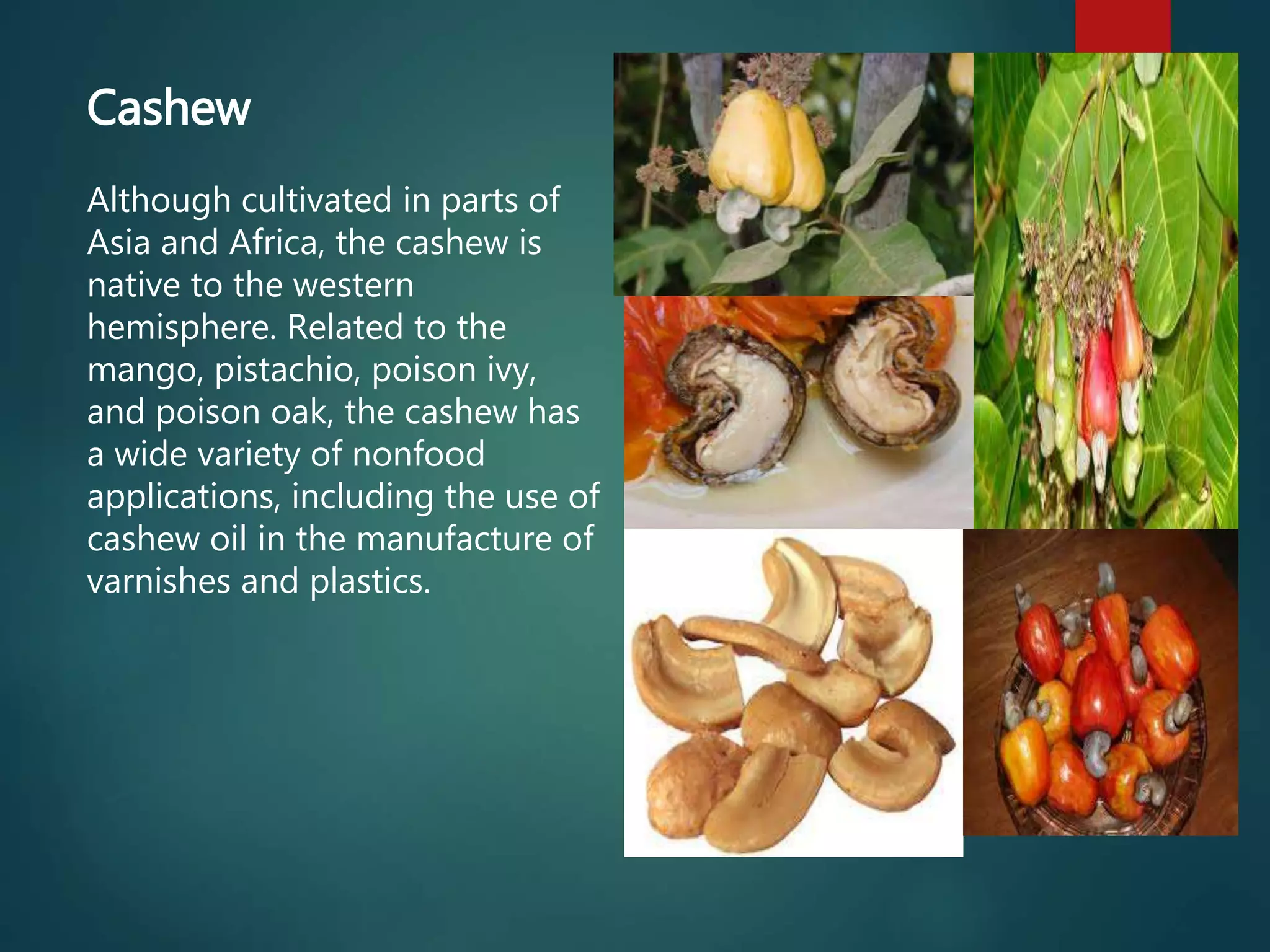 Cashew
Although cultivated in parts of
Asia and Africa, the cashew is
native to the western
hemisphere. Related to the
mango, pistachio, poison ivy,
and poison oak, the cashew has
a wide variety of nonfood
applications, including the use of
cashew oil in the manufacture of
varnishes and plastics.
 