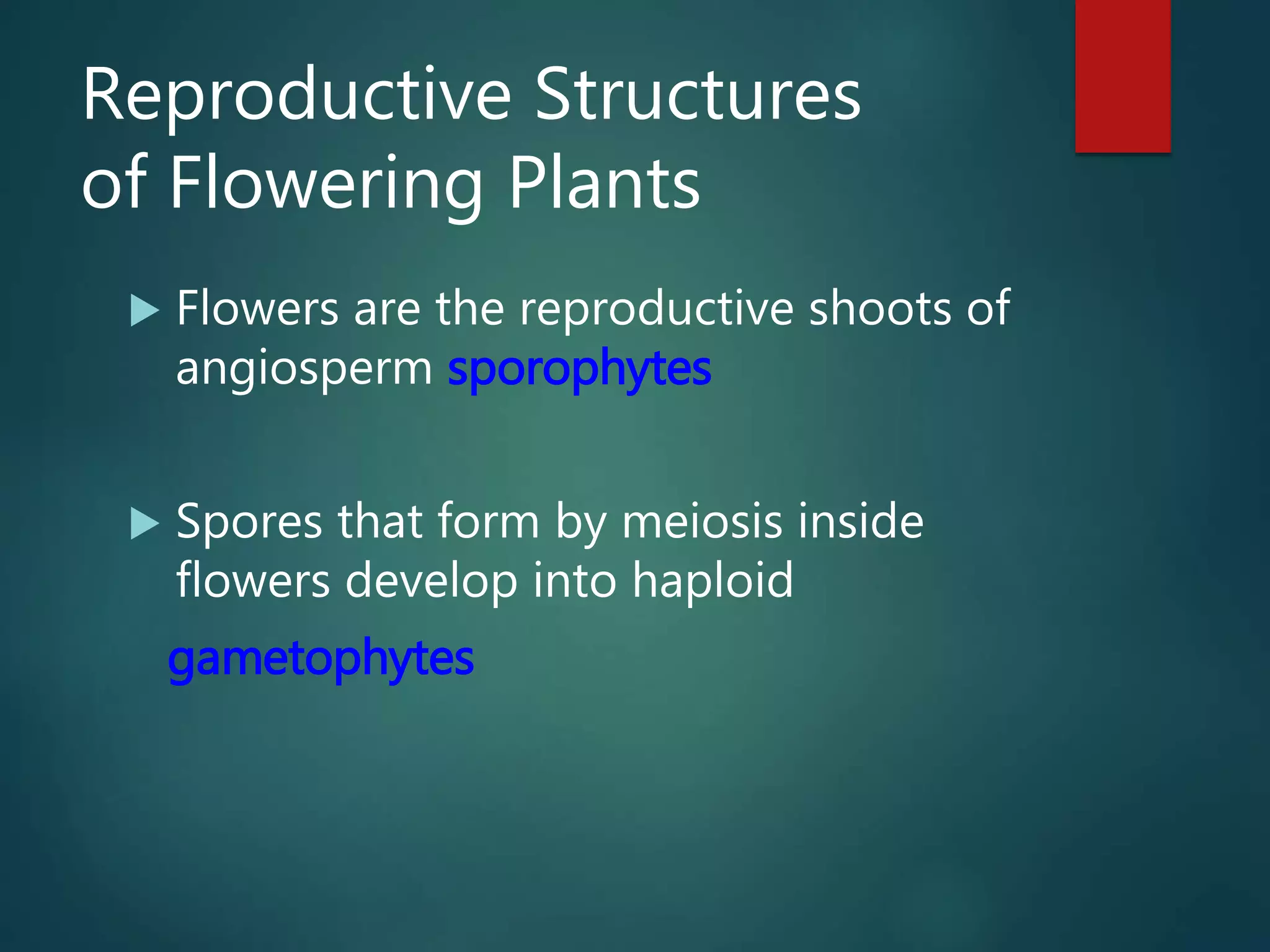 Reproductive Structures
of Flowering Plants
 Flowers are the reproductive shoots of
angiosperm sporophytes
 Spores that form by meiosis inside
flowers develop into haploid
gametophytes
 