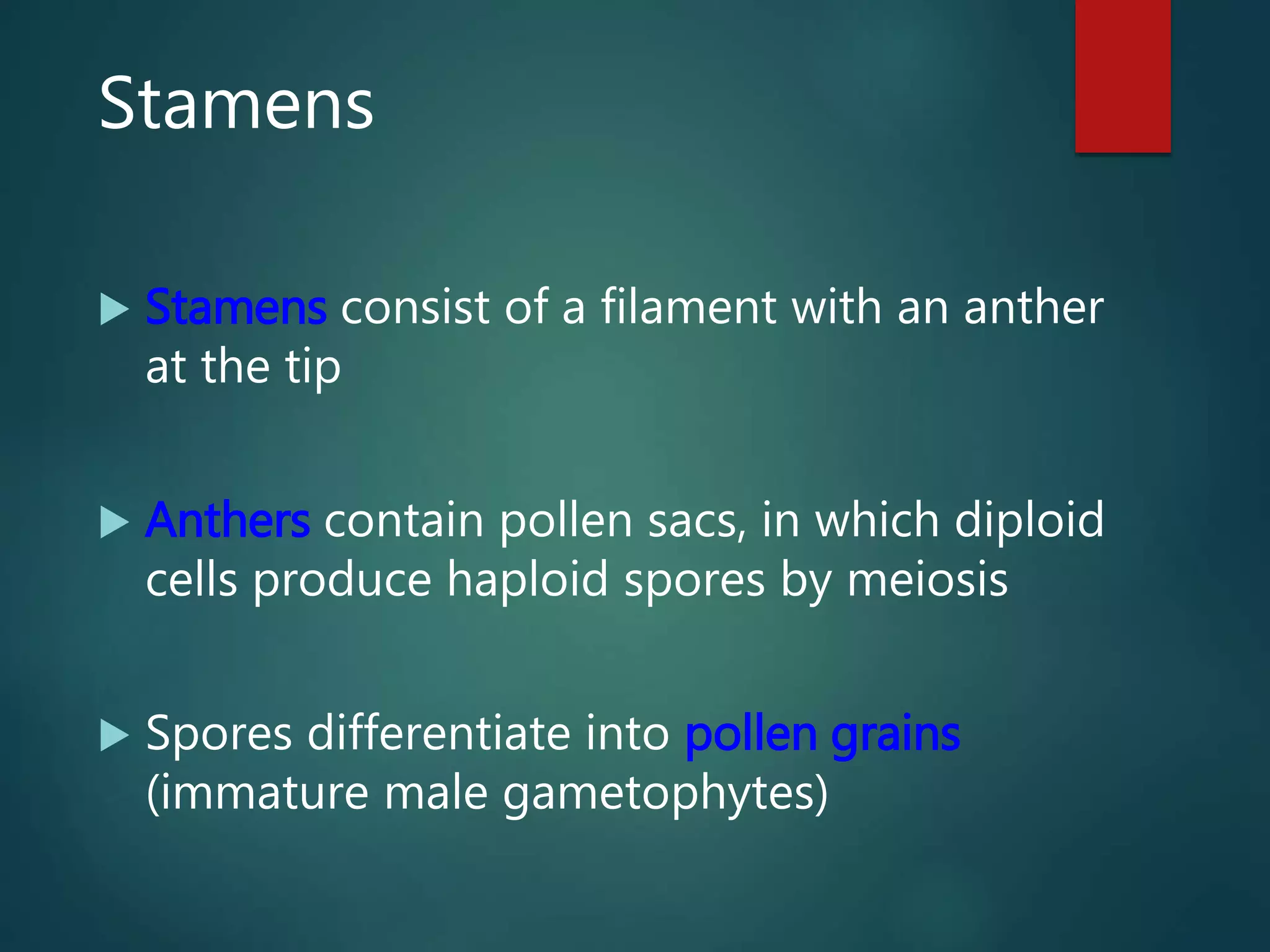 Stamens
 Stamens consist of a filament with an anther
at the tip
 Anthers contain pollen sacs, in which diploid
cells produce haploid spores by meiosis
 Spores differentiate into pollen grains
(immature male gametophytes)
 