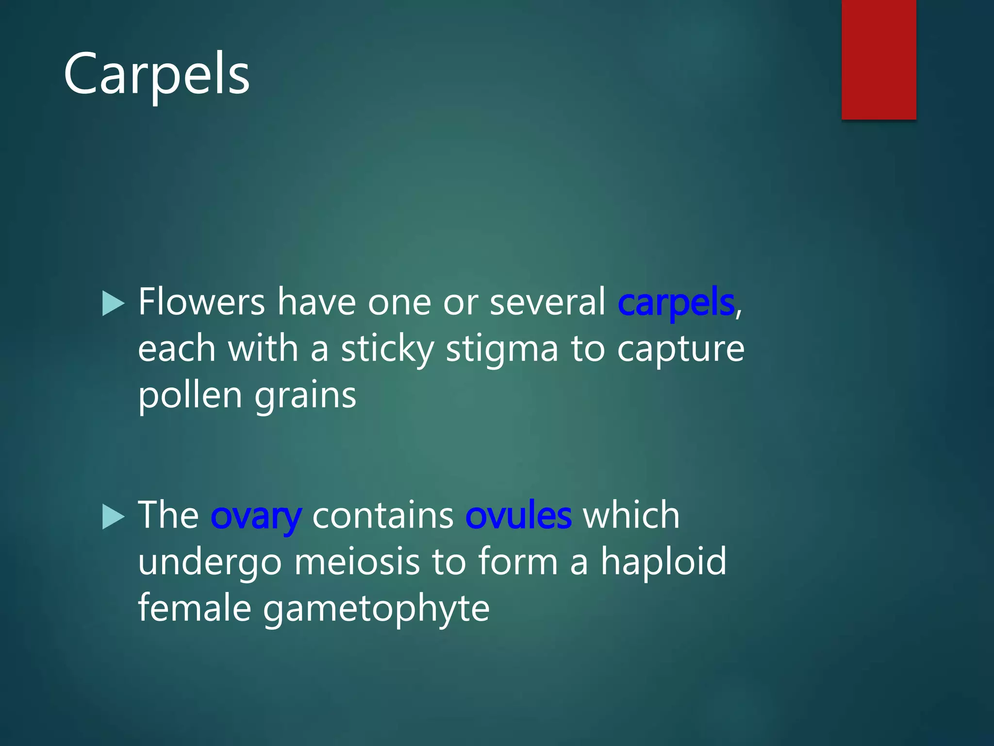 Carpels
 Flowers have one or several carpels,
each with a sticky stigma to capture
pollen grains
 The ovary contains ovules which
undergo meiosis to form a haploid
female gametophyte
 