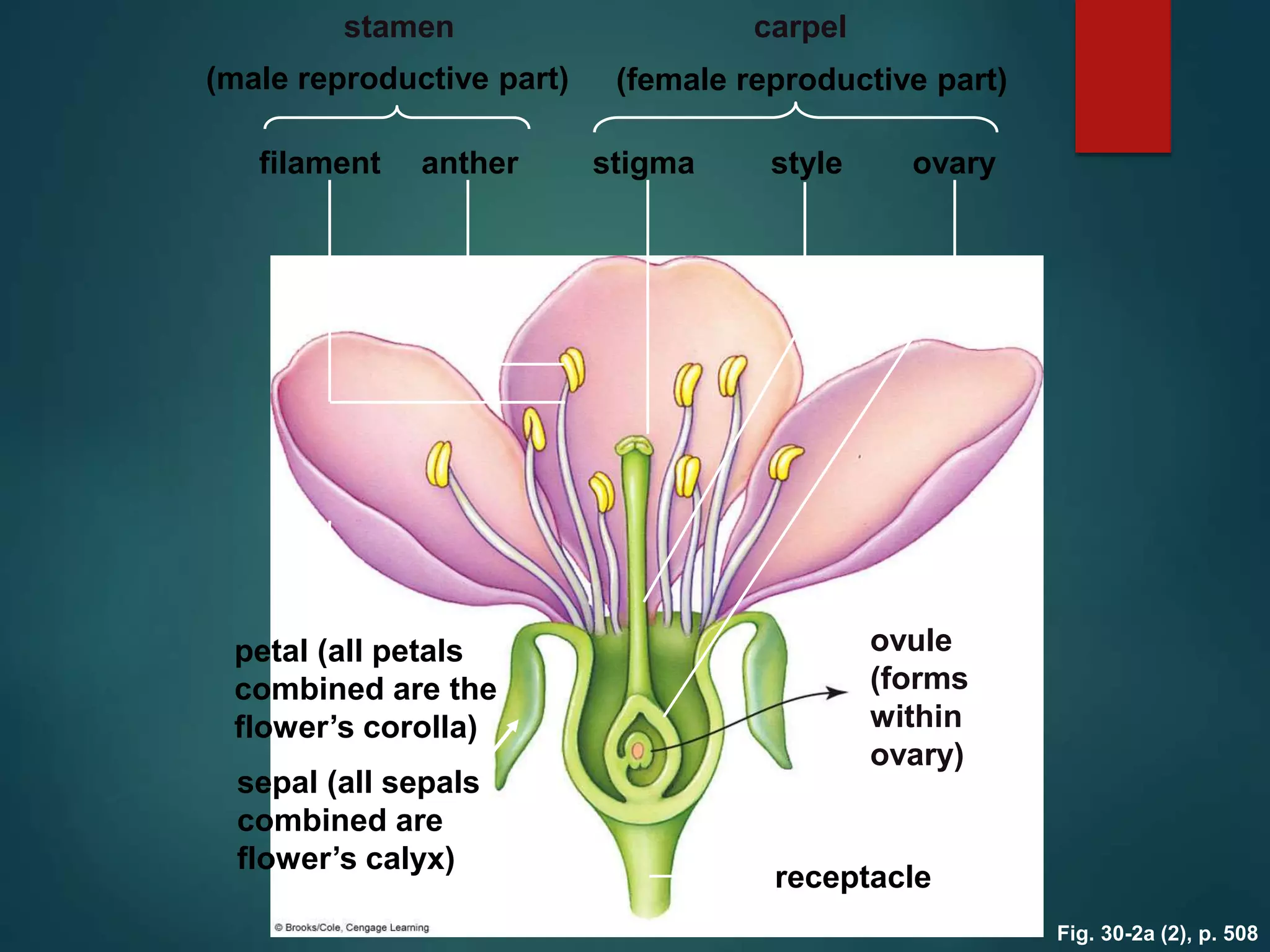 Fig. 30-2a (2), p. 508
stamen carpel
(male reproductive part) (female reproductive part)
filament anther stigma style ovary
petal (all petals
combined are the
flower’s corolla)
ovule
(forms
within
ovary)
sepal (all sepals
combined are
flower’s calyx)
receptacle
 