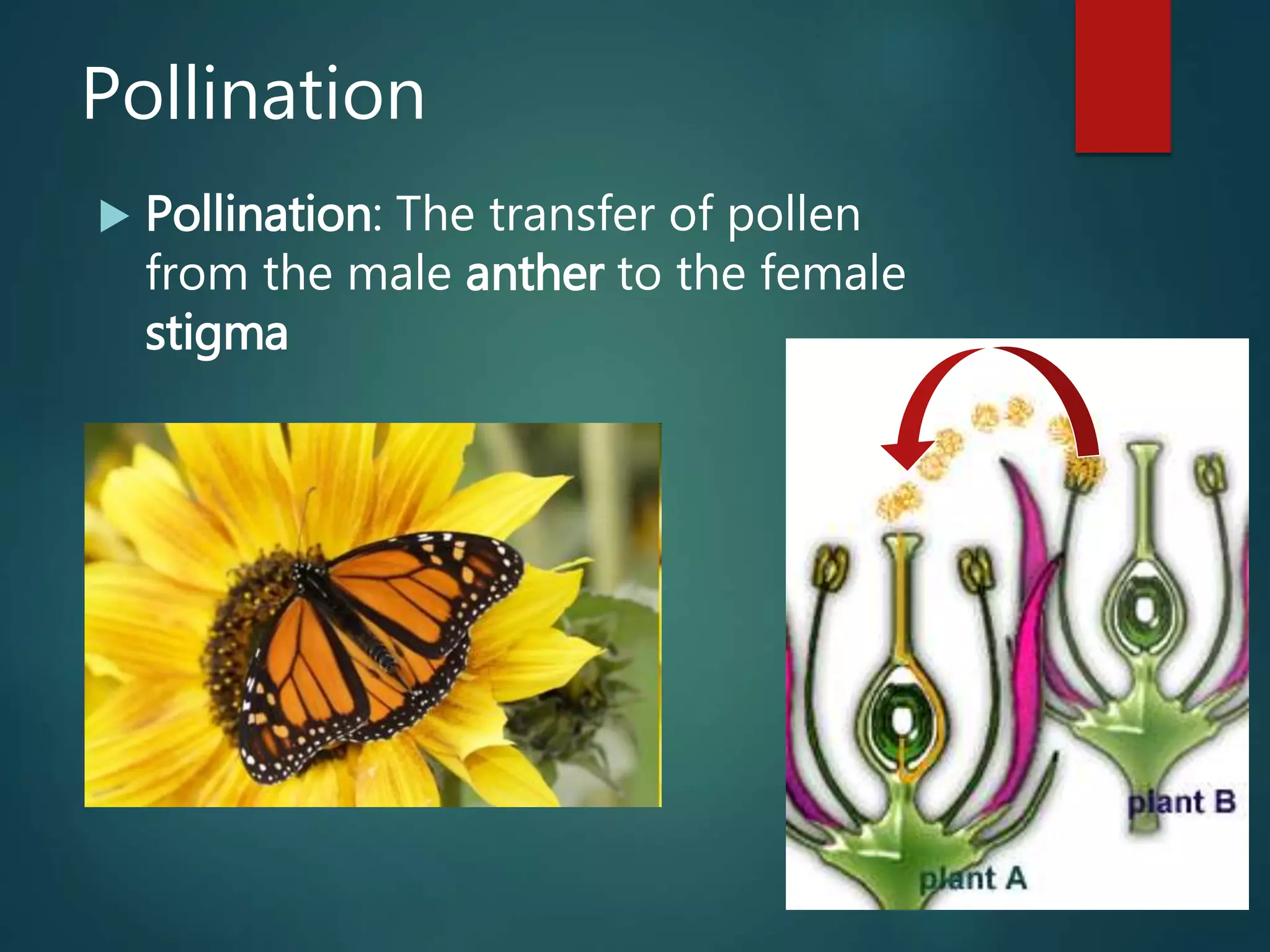 Pollination
 Pollination: The transfer of pollen
from the male anther to the female
stigma
 