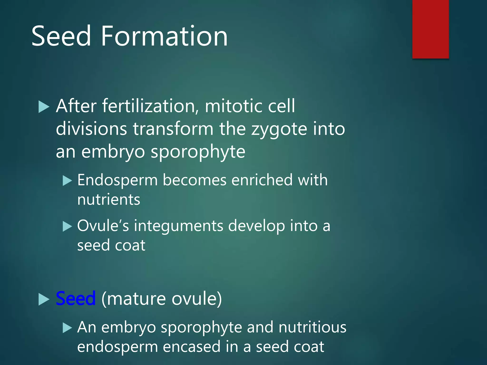 Seed Formation
 After fertilization, mitotic cell
divisions transform the zygote into
an embryo sporophyte
 Endosperm becomes enriched with
nutrients
 Ovule’s integuments develop into a
seed coat
 Seed (mature ovule)
 An embryo sporophyte and nutritious
endosperm encased in a seed coat
 